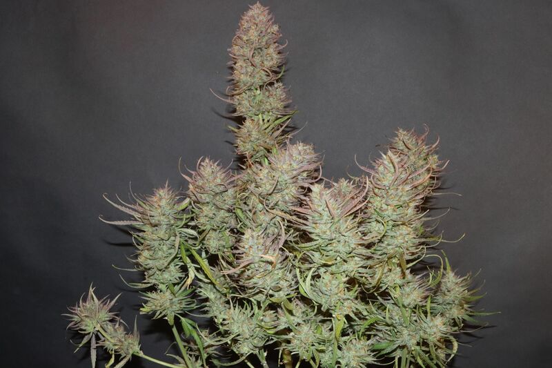 Apple Strudel Auto, Фасовка: 3, изображение 18